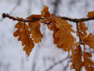обои Дубовые листья в замёрзших каплях фото