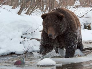 обои Медведь и рыба в Долине гейзеров фото