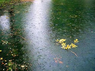 обои Осенний дождь фото