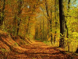 обои Дорога в лесу густо усыпанная опавшей листвой фото